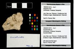 Foto (Objekt + Etikett) von Goniodromites sp.  (NHMW-GEO-1990-0041-4416)